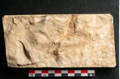 Foto (Detailansicht) von Plantae indet.  (NHMW-GEO-2024-0188-11637)